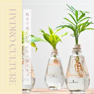 観葉植物【テーブルヤシ オキシカラジウム サン...の詳細画像3
