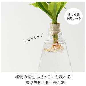 観葉植物【テーブルヤシ オキシカラジウム サン...の詳細画像4