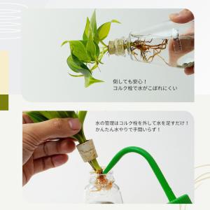観葉植物【テーブルヤシ オキシカラジウム サン...の詳細画像5