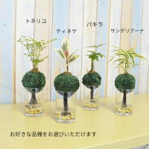 観葉植物 【パキラ トネリコ サンデリアーナ ...の詳細画像2