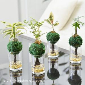 観葉植物 【パキラ トネリコ サンデリアーナ ...の詳細画像3