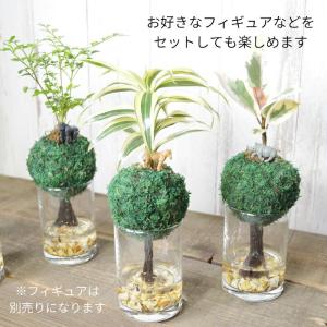 観葉植物 【パキラ トネリコ サンデリアーナ ...の詳細画像4
