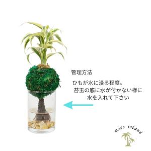 観葉植物 【パキラ トネリコ サンデリアーナ ...の詳細画像5