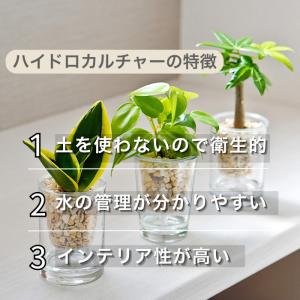 観葉植物 【パキラ サンスベリア ポトス アロ...の詳細画像2