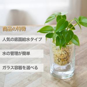 観葉植物 【パキラ サンスベリア ポトス アロ...の詳細画像3