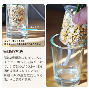 観葉植物 【パキラ サンスベリア ポトス アロ...の詳細画像4