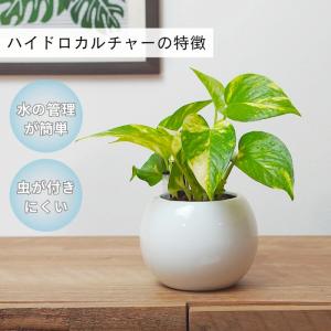 観葉植物 植物が選べる【ポトス トネリコ アグ...の詳細画像1