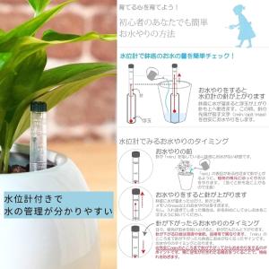 観葉植物 植物が選べる【ポトス トネリコ アグ...の詳細画像2
