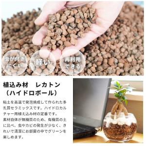 観葉植物 植物が選べる【ポトス トネリコ アグ...の詳細画像3