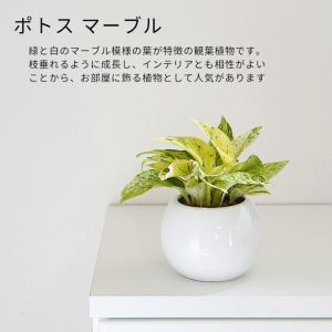 観葉植物 植物が選べる【ポトス トネリコ アグ...の詳細画像5