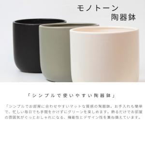 観葉植物 【パキラ ガジュマル サンスベリア ...の詳細画像2
