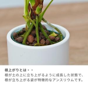 アンスリウム 根上り 陶器鉢 モノトーン 60...の詳細画像2