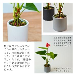 アンスリウム 根上り 陶器鉢 モノトーン 60...の詳細画像3