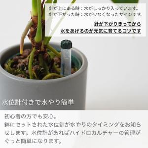 アンスリウム 根上り 陶器鉢 モノトーン 60...の詳細画像4