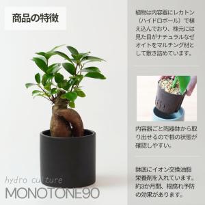 観葉植物 ハイドロカルチャー【パキラ ガジュマ...の詳細画像2