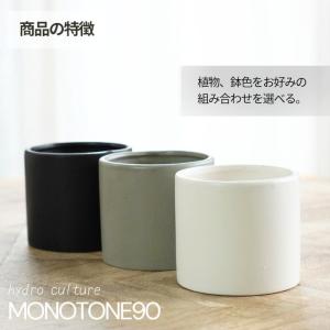 観葉植物 ハイドロカルチャー【パキラ ガジュマ...の詳細画像3