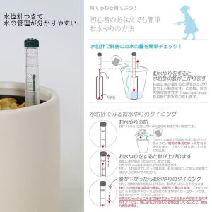 観葉植物 ハイドロカルチャー【パキラ ガジュマ...の詳細画像4