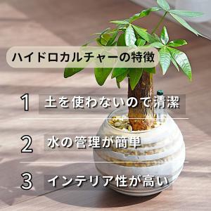 観葉植物 【パキラ ガジュマル 】 ハイドロカ...の詳細画像1