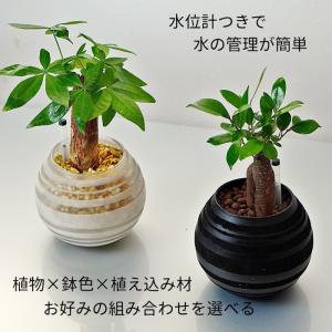 観葉植物 【パキラ ガジュマル 】 ハイドロカ...の詳細画像2