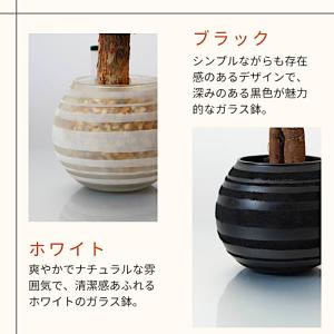 観葉植物 【パキラ ガジュマル 】 ハイドロカ...の詳細画像3