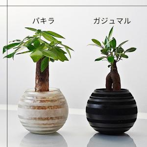 観葉植物 【パキラ ガジュマル 】 ハイドロカ...の詳細画像4
