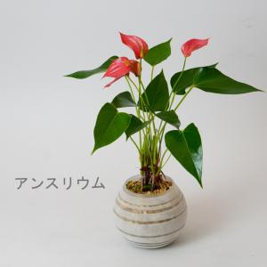 観葉植物 【パキラ ガジュマル 】 ハイドロカ...の詳細画像5