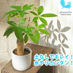 ハイドロカルチャー 花 ガーデニング の商品一覧 通販 Yahoo ショッピング