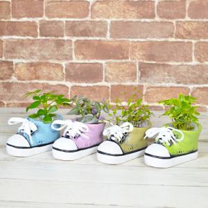 観葉植物 【シェフレラ ヘデラ ワイヤープランツ 植物が選べる】ハイドロカルチャー ミニ観葉 シューズ鉢 植物セット