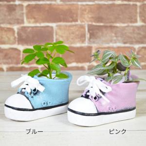 観葉植物 【シェフレラ ヘデラ ワイヤープラン...の詳細画像1