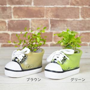 観葉植物 【シェフレラ ヘデラ ワイヤープラン...の詳細画像2