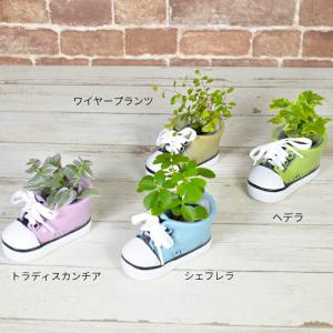 観葉植物 【シェフレラ ヘデラ ワイヤープラン...の詳細画像3
