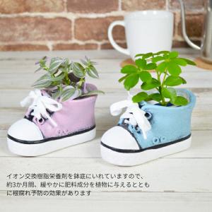 観葉植物 【シェフレラ ヘデラ ワイヤープラン...の詳細画像4