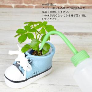観葉植物 【シェフレラ ヘデラ ワイヤープラン...の詳細画像5
