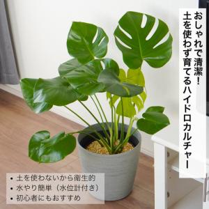 観葉植物 大型 【モンステラ ウンベラータ サ...の詳細画像1