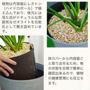 観葉植物 大型 【モンステラ ウンベラータ サ...の詳細画像2