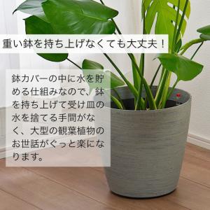 観葉植物 大型 【モンステラ ウンベラータ サ...の詳細画像4