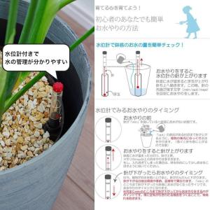 観葉植物 大型 【モンステラ ウンベラータ サ...の詳細画像5