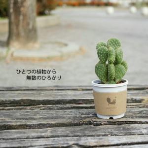 ウチワサボテン 2寸 サボテン 多肉 観葉植物の詳細画像1