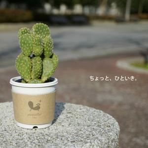 ウチワサボテン 2寸 サボテン 多肉 観葉植物の詳細画像2