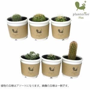多肉サボテンの土 観葉植物 の商品一覧 花 ガーデニング 通販 Yahoo ショッピング