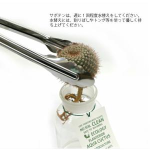観葉植物 ハイドロカルチャー サボテン アクア...の詳細画像3