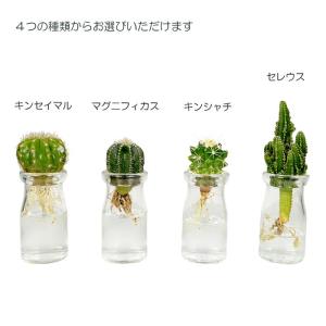 観葉植物 ハイドロカルチャー サボテン アクア...の詳細画像4