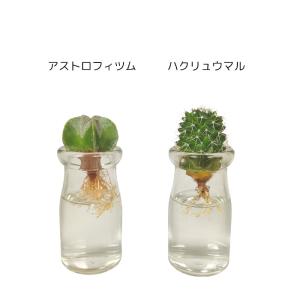 観葉植物 ハイドロカルチャー サボテン アクア...の詳細画像5