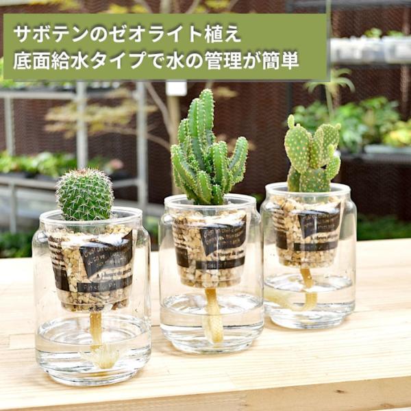 観葉植物 【セレウス ウチワサボテン ハクリュウマル 植物が選べる】ストリングカクタス サボリーナ ...