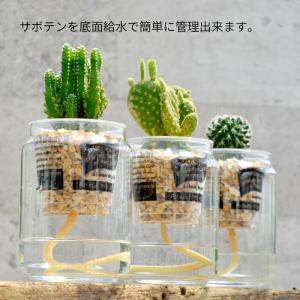 観葉植物 【セレウス ウチワサボテン ハクリュ...の詳細画像1