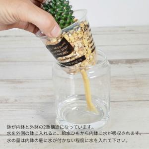 観葉植物 【セレウス ウチワサボテン ハクリュ...の詳細画像2