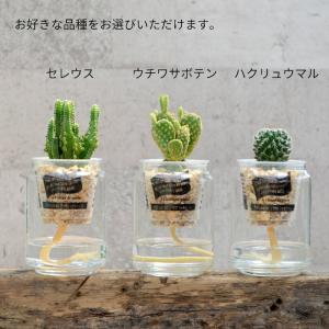 観葉植物 【セレウス ウチワサボテン ハクリュ...の詳細画像4