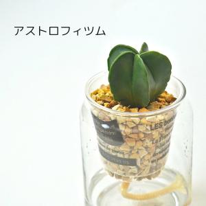 観葉植物 【セレウス ウチワサボテン ハクリュ...の詳細画像5