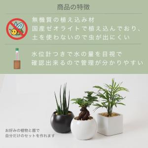 観葉植物 【パキラ ガジュマル アロマティカス...の詳細画像2