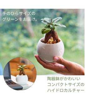 観葉植物 【パキラ ガジュマル アロマティカス...の詳細画像3